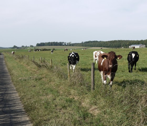 Wanderweg B2 in Badem, © Berscheid