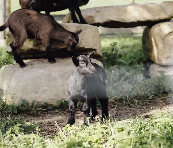 Our farm goats, © Julia Bartz