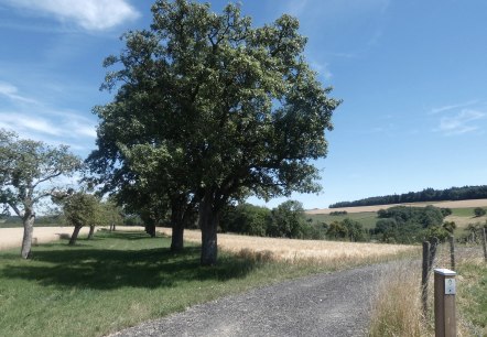 Bitburger LandGang in Trimport, © TI Bitburger Land