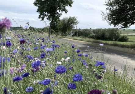 Röhler Wald- und Wiesensteig - Blumenwiese, © Benjamin Milbach