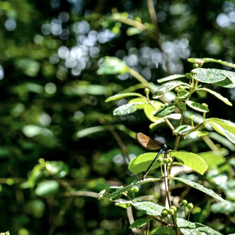 Libelle im Königswäldchen, © TI Bitburger Land