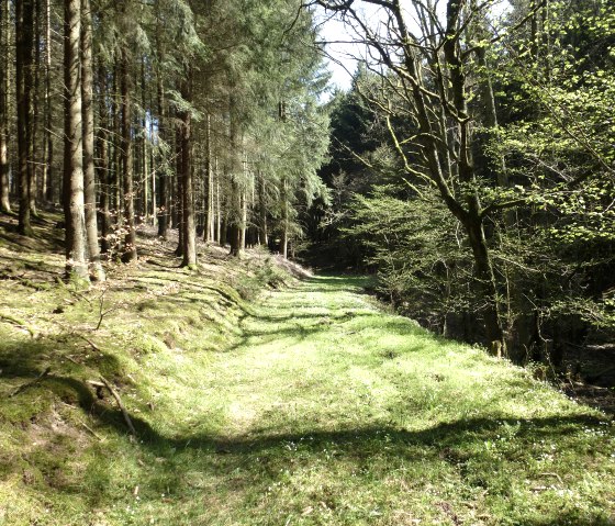 Schöne Waldpassagen, © NaturAktivErleben