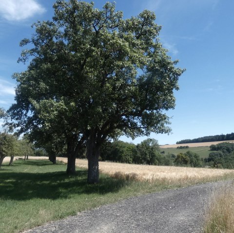 Bitburger LandGang in Trimport, © TI Bitburger Land