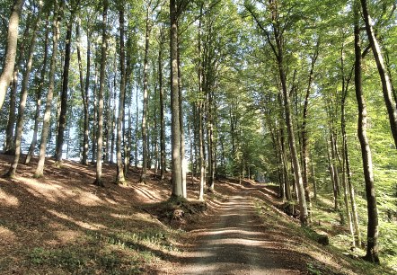 Weg durch den Wald im Gewässerlehrpfad Echtersbachtal, © TI Bitburger Land, Steffi Wagner