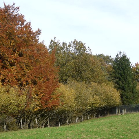 Herbstimpression Wanderweg Badem B3, © Berscheid