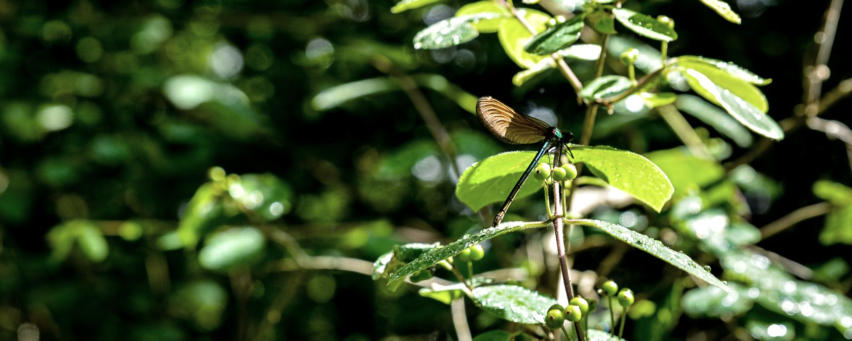 Libelle Königswäldchen, © TI Bitburger Land