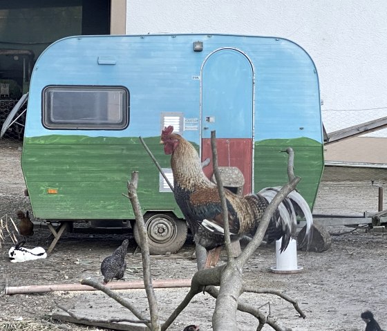 Hühner Campingplatz, © Christians Mühle