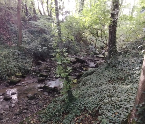 Blick vom Wanderweg, © TI Bitburger Land