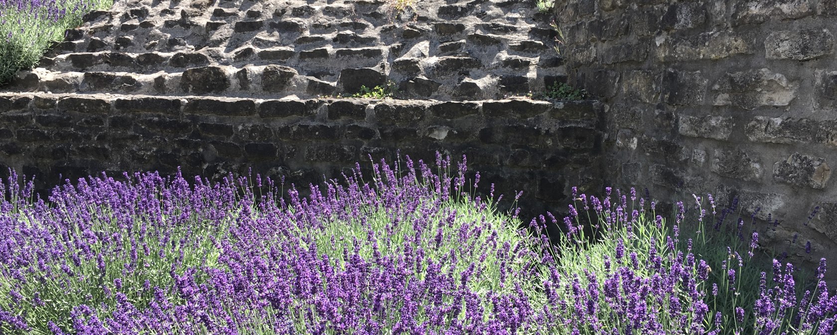 Lavendelgarten an der Römermauer, © TI Bitburger Land - Steffi Wagner