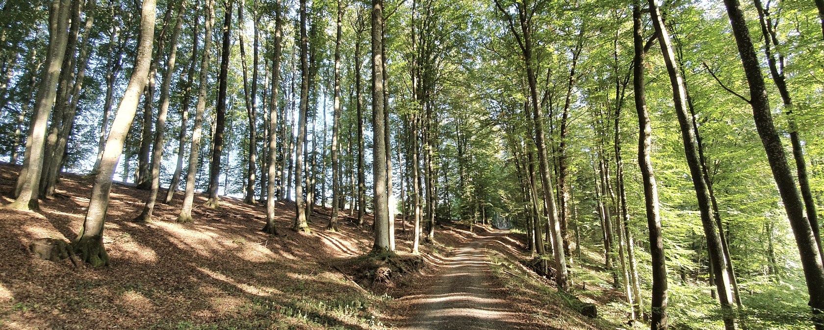 Weg durch den Wald im Gewässerlehrpfad Echtersbachtal, © TI Bitburger Land, Steffi Wagner