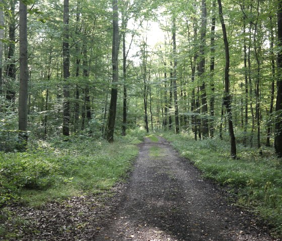 Unterwegs auf dem Wanderweg B1, © Berscheid