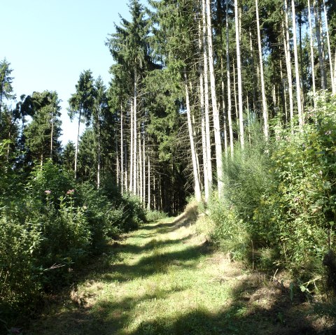 EifelBahnSteig, © NaturAktivErleben