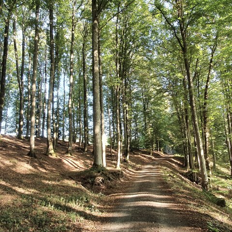 Weg durch den Wald im Gewässerlehrpfad Echtersbachtal, © TI Bitburger Land, Steffi Wagner
