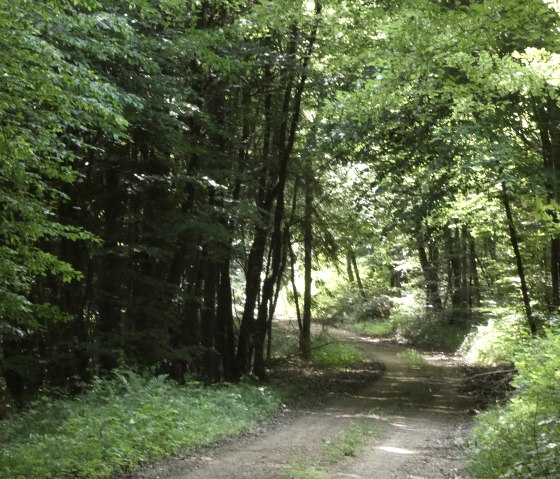 Verlauf des Wanderweges im Wald, © TI Bitburger Land