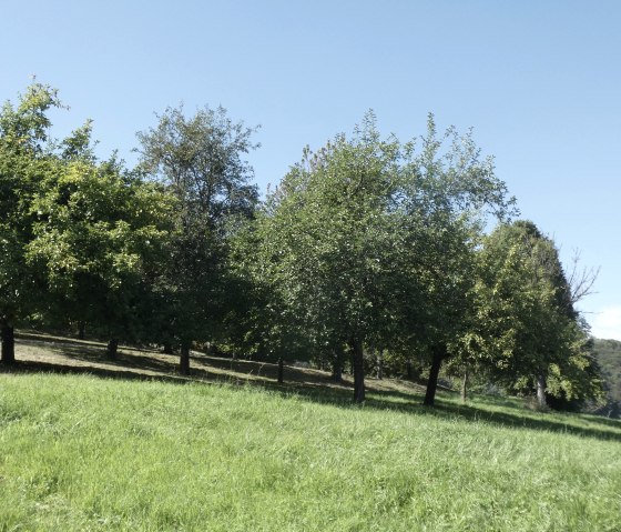 Streuobstwiese am Ortsrand von Hüttingen, © TI Bitburger Land