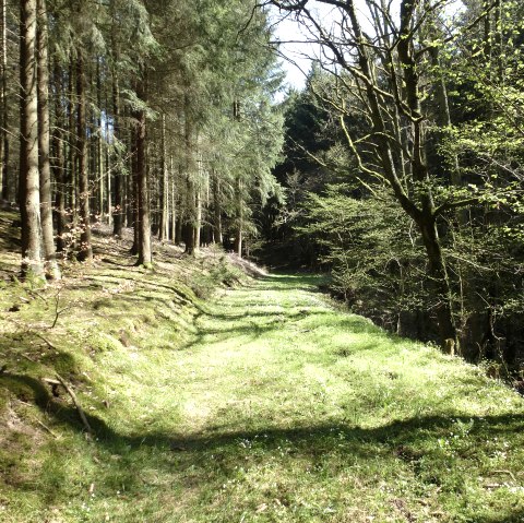 Schöne Waldpassagen, © NaturAktivErleben