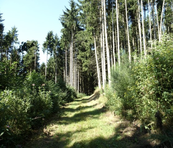 Hochwaldromantik, © NaturAktivErleben