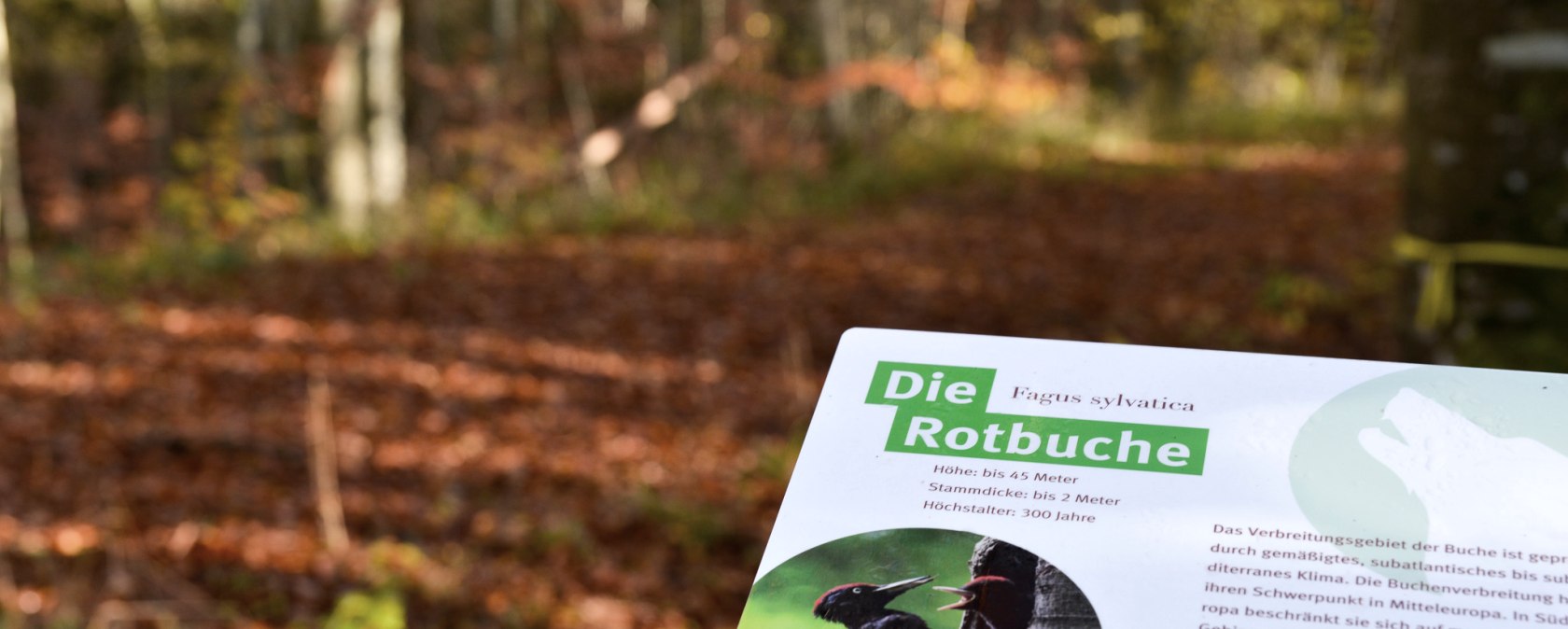 Wolfspfad - Die Rotbuche, © TI Bitburger Land