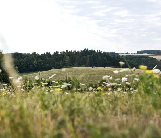 Schöner Ausblick auf dem Bitburger LandGang in Wißmannsdorf, © TI Bitburger Land