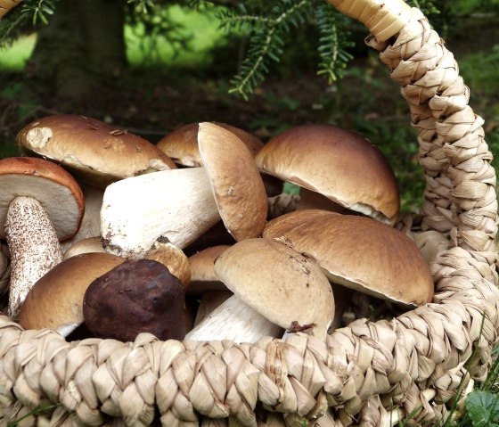 Champignons, © Pixabay