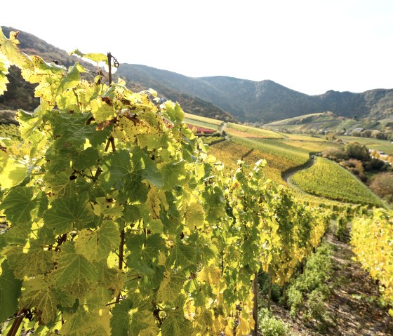 Blick über die Weinhänge im Ahrtal, © Dominik Ketz / Rheinland-Pfalz Tourismus GmbH