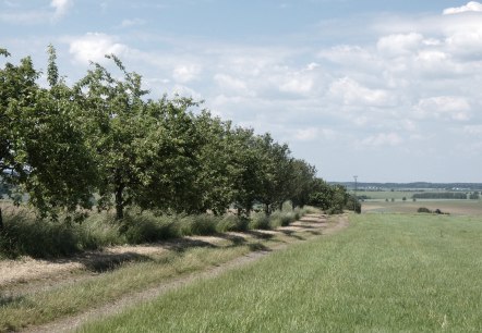 Wanderweg gesäumt von Obstbäumen, © TI Bitburger Land