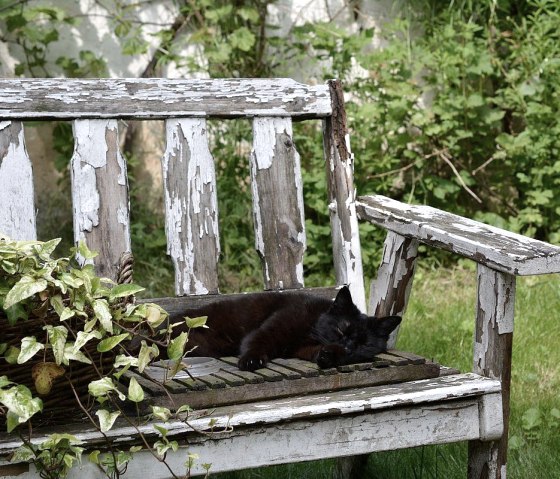 Chat dans le jardin, © Norbert Heck Halsdorf