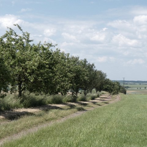 Wanderweg gesäumt von Obstbäumen, © TI Bitburger Land