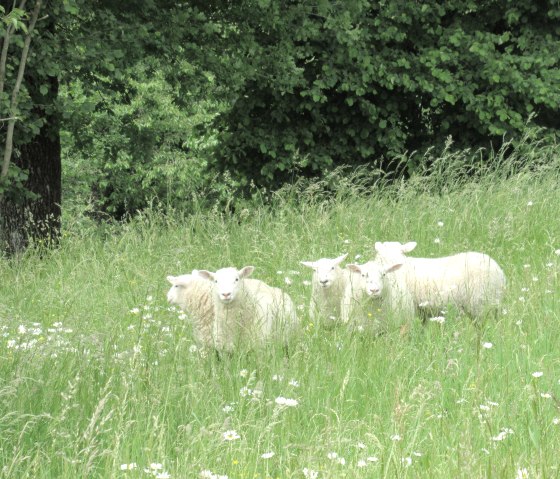 Nattenheimer Hexenweg 1, © Geschichtlicher Arbeitskreis Nattenheim