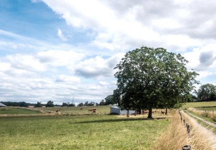 Vue sur le Bitburger LandGang Zum Trindel, © TI Bitburger Land