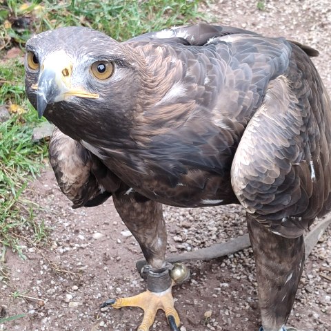 Bird of prey, © MP Photoart