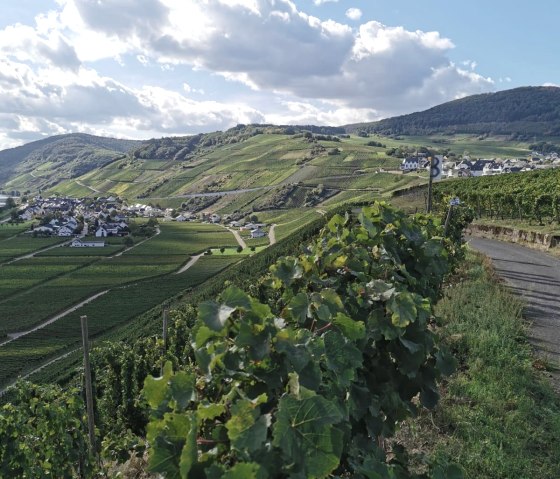 Weinberg, © TI Bitburger Land