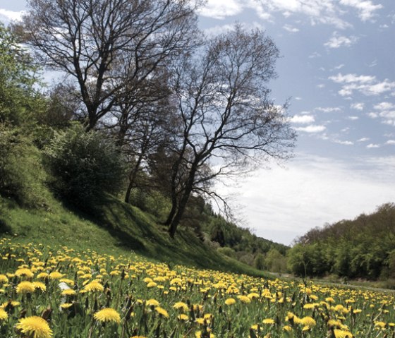 Devonpfad, Löwenzahnwiese, © Naturpark Südeifel, Pierre Haas