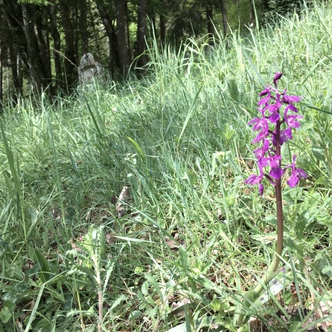 Orchidée, © TI Bitburger Land