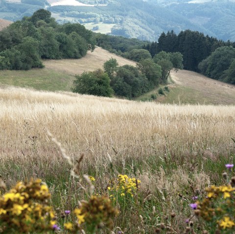 Naturnahes Erlebnis bei Plütscheid, © Volker Teuschler