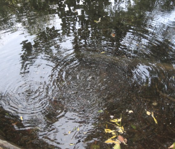 Kleine Gasbläschen am Laacher See, © Gabriele Frijio