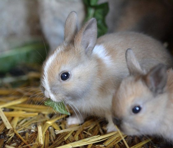 Kaninchen, © Norbert Heck Halsdorf