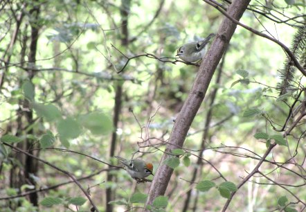 voegel-im-wald