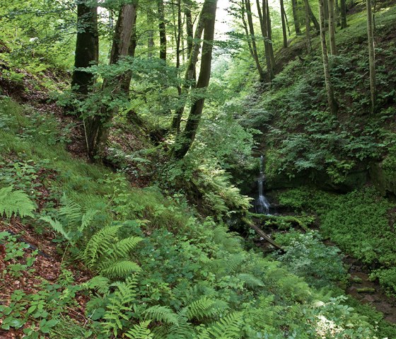 Ein kleiner Wasserfall auf dem Schluchtenpfad, © Naturpark Südeifel, Thomas Kirchen