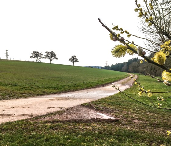 Wanderweg Orenhofen 9, © TI Bitburger Land