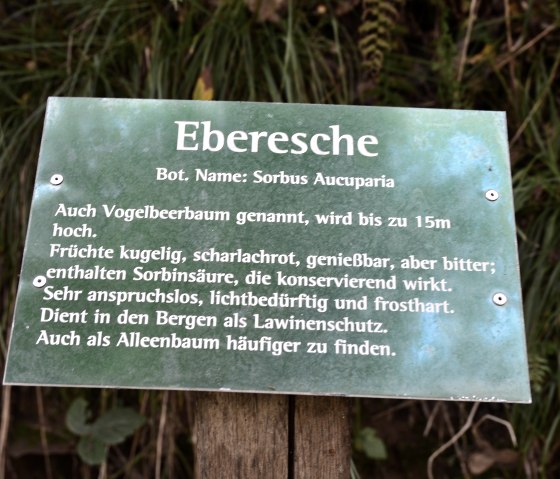 Informationstafel des Waldlehrpfads im Hahn, © TI Bitburger Land