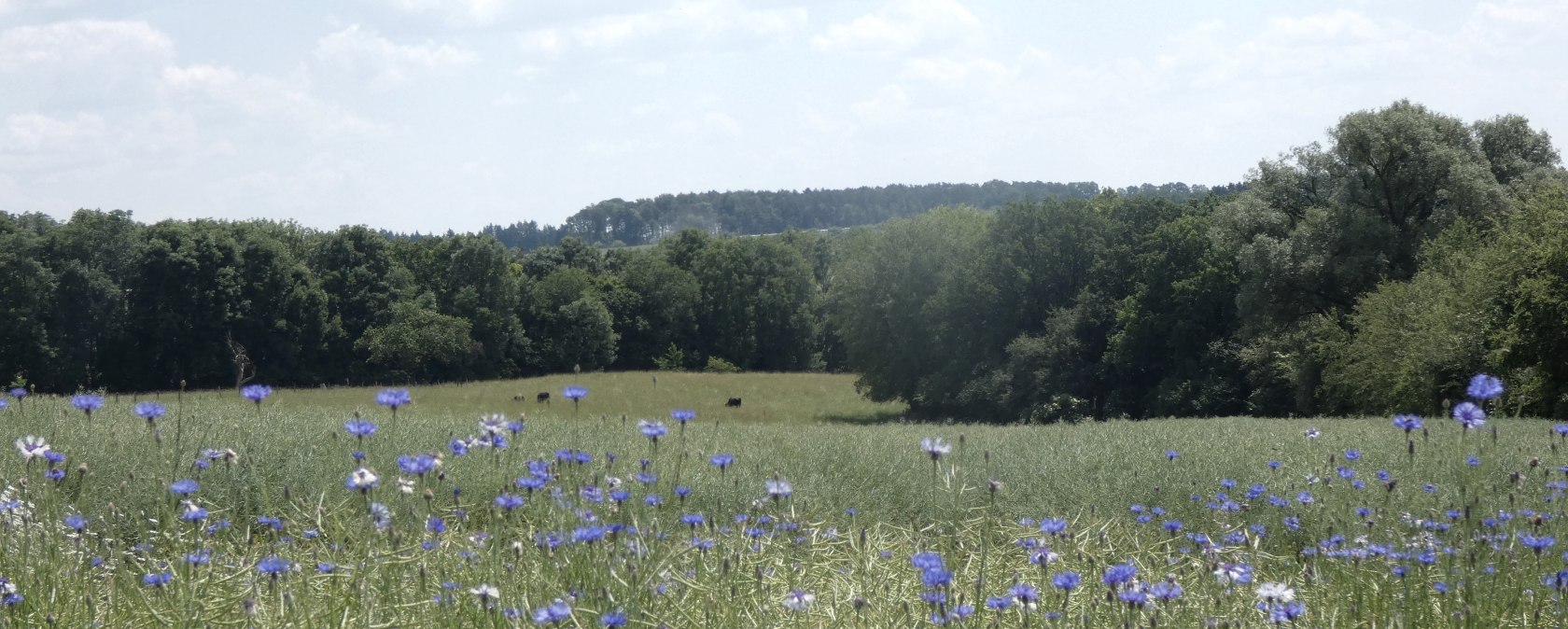 Kornblumen bei Gransdorf, © TI Bitburger Land