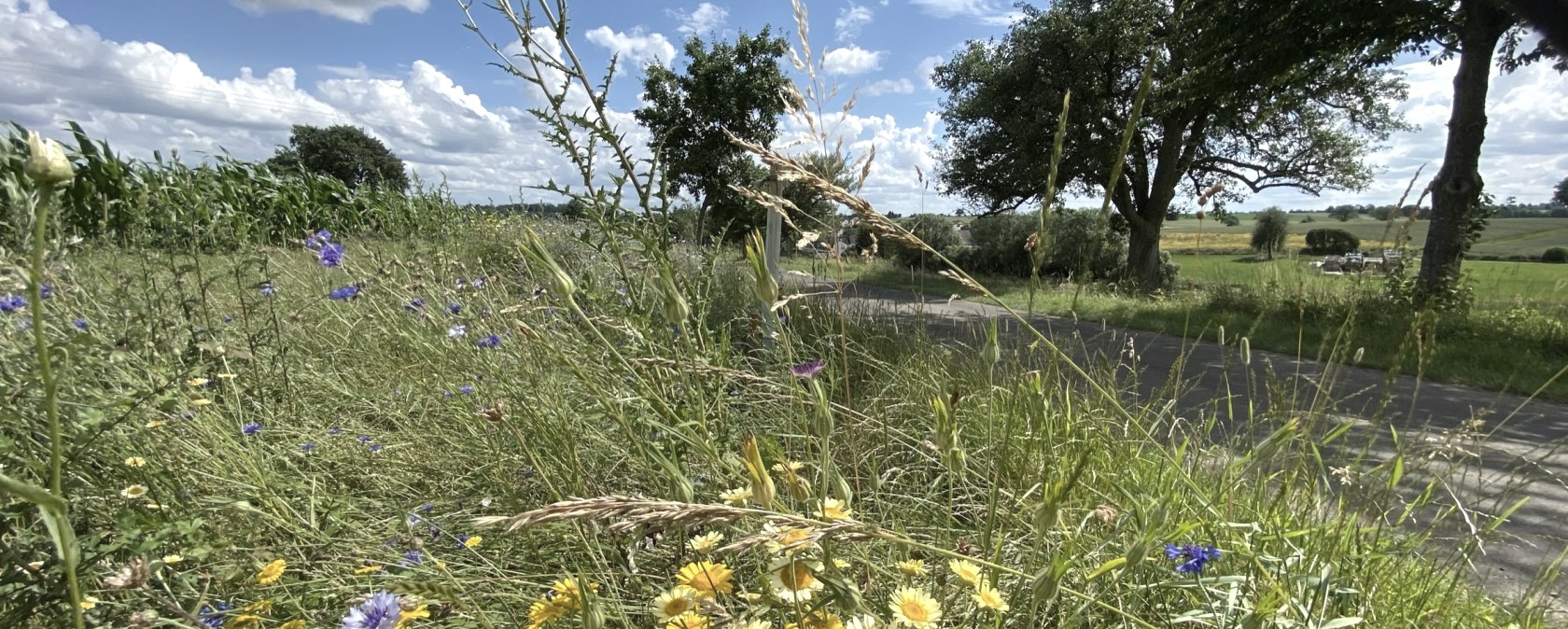 Wanderweg Röhl_Insektenlehrpfad(C)Benjamin Milbach (8), © B. Milbach