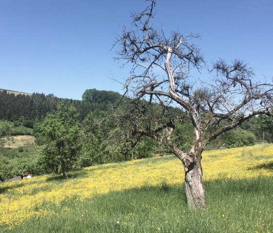 Herrliche Landschaft der Route 16, © TI Bitburger Land