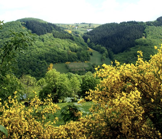 Ginster im Irsental, © Tourist-Information Arzfeld