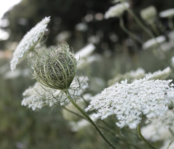 Nature - Détail