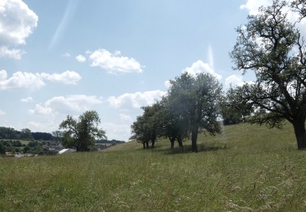 Streuobstwiese, © TI Bitburger Land