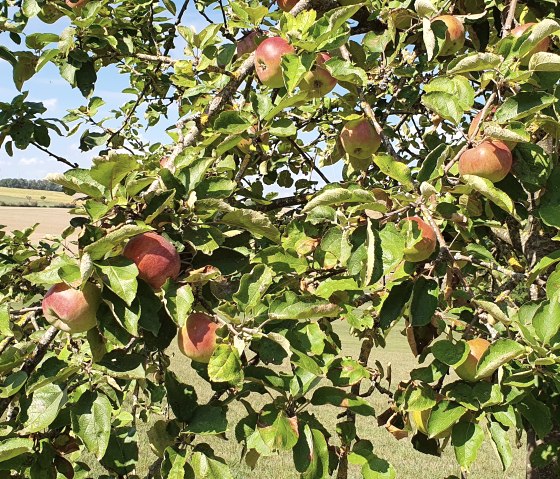 Apfelbaum, © TI Bitburger Land - Steffi Wagner