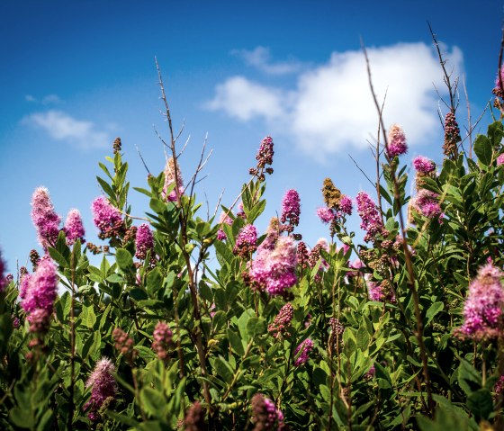 Blumen am Wegesrand LandGang Neidenbach, © TI Bitburger Land - Monika Mayer