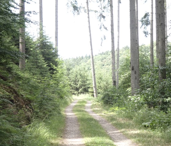 Auf dem Wanderweg, © TI Bitburger Land